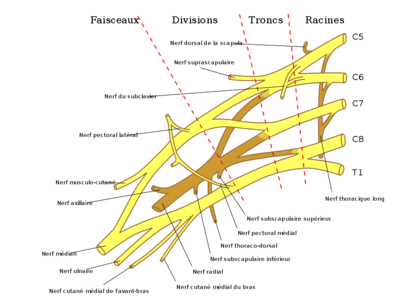 1200px-Plexus_Brachial.svg.png