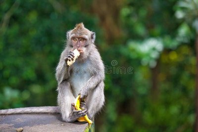 les-singes-mignons-vit-dans-la-forêt-de-singe-d-ubud-bali-indonésie-103662583.jpg