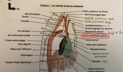 AP gauche - Vue latérale droite du médiastin.PNG