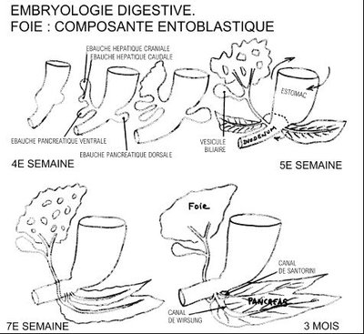 Embryo pancréas 2.jpg