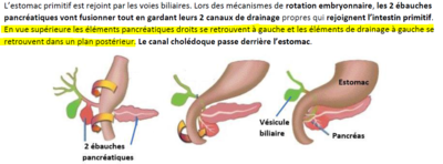 Embryo pancréas.PNG