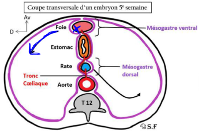 Embryo pancréas 3.PNG