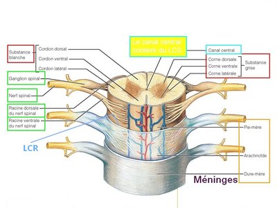 moelle-epiniere-meninges-lcr.jpg