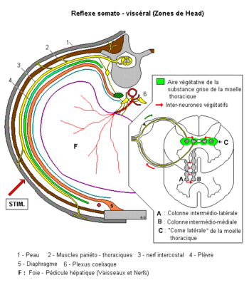 _S.95_Reflexes_vegetatifs_Head_.gif