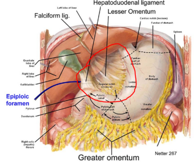 petit omentum.PNG