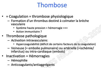 Coagulation = thrombose physiologique.jpg