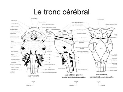 snc2012-etudiant-26-638.jpg