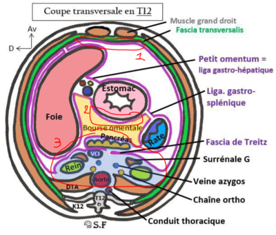 Th12feuillets.PNG