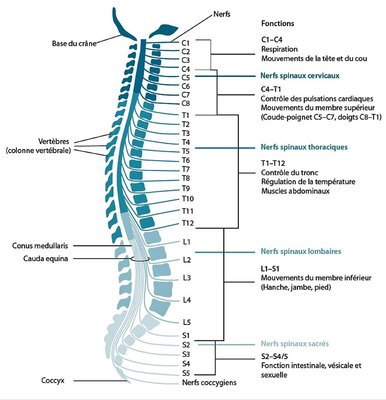 Organisation-longitudinale-de-la-moelle-epiniere-avec-segments-cervicaux-thoraciques.jpg