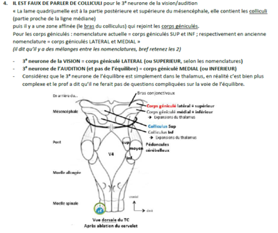 colliculi.PNG