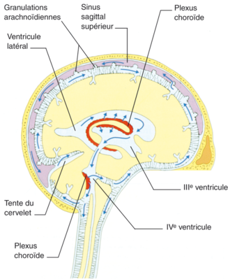 Le-systeme-ventriculaire-cerebral-et-ses-relations-avec-3.png