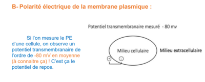 Capture d’écran (5).png