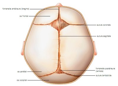 fontanelles.jpg