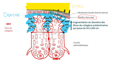 collagene cohésion dentine émail.png