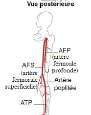 artère fémo-poplité.png