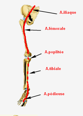 fémo-poplité entier.png