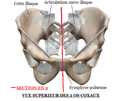 section os coxaux.png