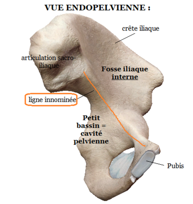 vue endo.png