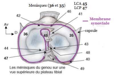 LC capsule.png