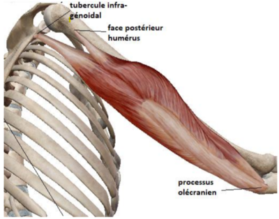 triceps brachial.png