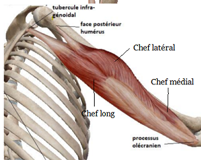 triceps brachial.png