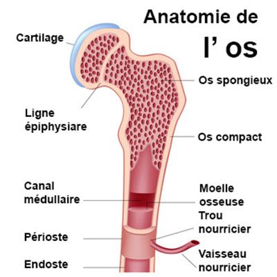 tissu spongieuxcortical.jpg