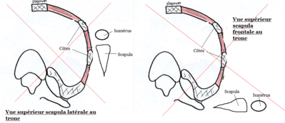 scapula frontale ou latérale.png