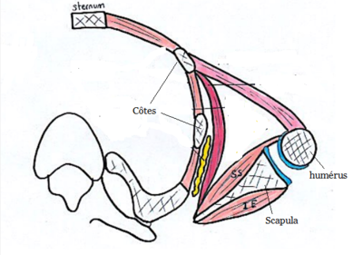 scapula normale.png