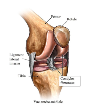 patella extension.png