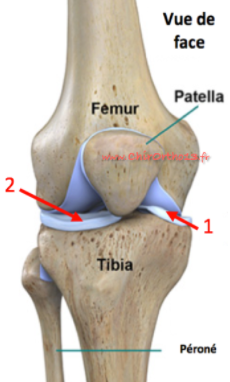 patella face.png