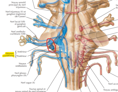 Noyaux cochléaires.png