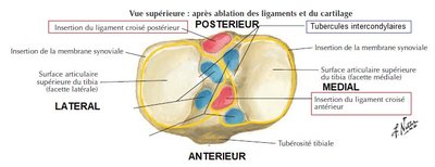 lig croisé ant post et tubercules .jpg