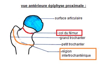 fémurcol.jpg