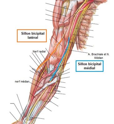 sillon bicipital.jpg