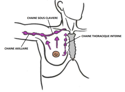 Drainage lymphatique sein.png