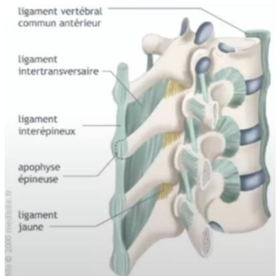 Ligament jaune.png