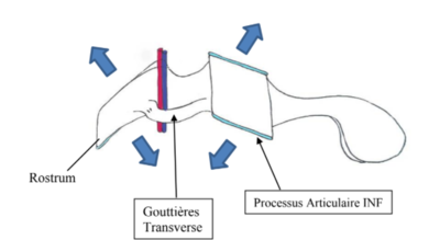 Processus arti vue lat.png