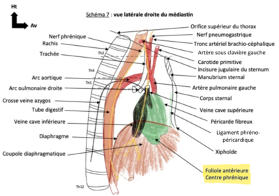 Vue latérale D du médiastin - DTA folioles.png