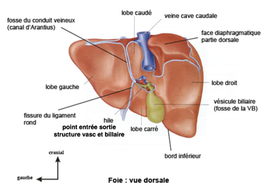 lobr caudé.png