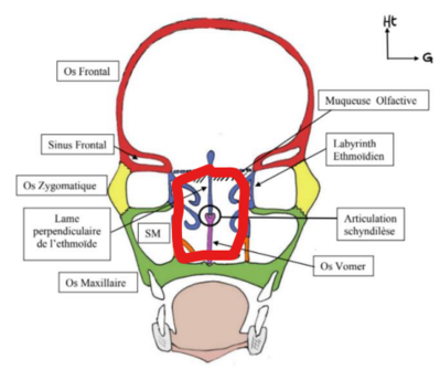 Fosses nasales.png