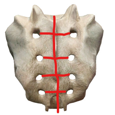 Sacrum.png