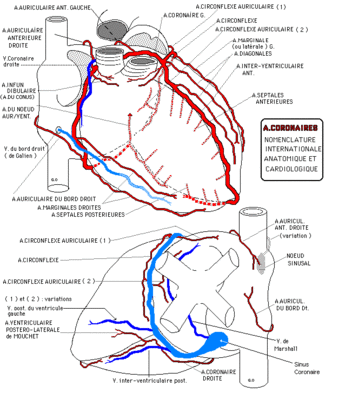 grd veine coronaire.gif