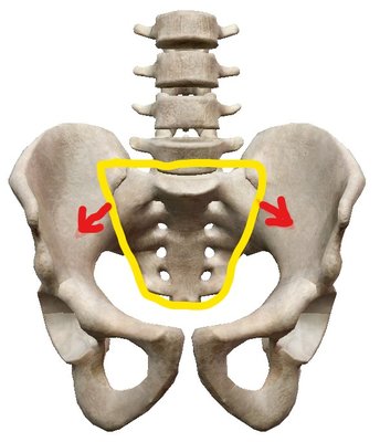 Répartition des forces sur le sacrum.jpg