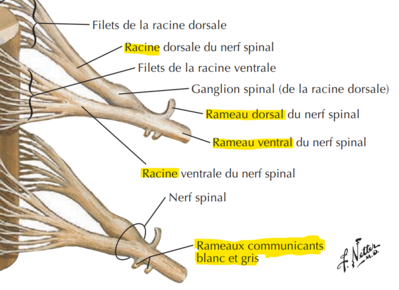 Racines et rameaux.png