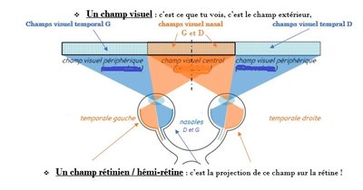 CHAMPS VISUEL CORRIGE.jpg