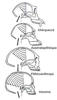 Angle sphéno occipital (clivus).jpg