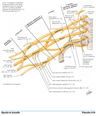 Plexus Brachial.png