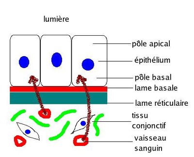 Membrane_basale.jpg