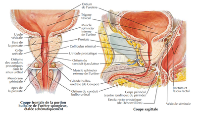 schéma Netter coupe frontale + sagittale prostate.png