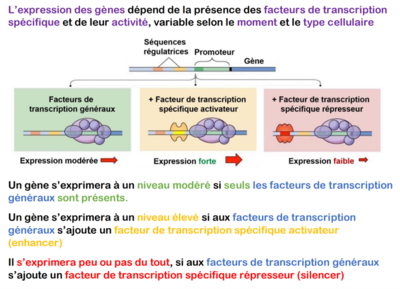 récap expression.png